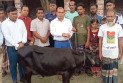 প্রতিমন্ত্রীর গাড়ির ধাক্কায় নিহত ফিরোজার পরিবারকে গাভী দিল উপজেলা প্রশাসন